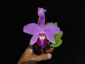 Cattleya sincorana