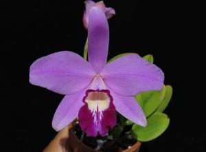 Cattleya sincorana