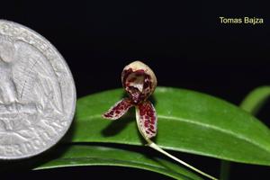 Bulbophyllum maquilingense
