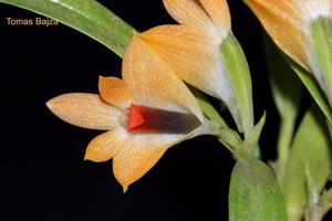 Dendrobium vexillarius