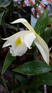 Sobralia macrophylla