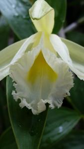 Sobralia macrophylla