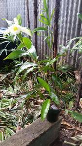 Sobralia macrophylla