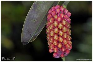 Robiquetia cerina