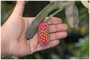 Robiquetia cerina