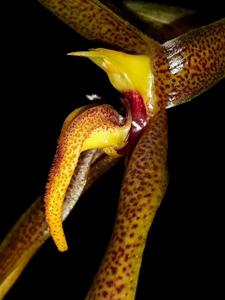 Bulbophyllum papulosum