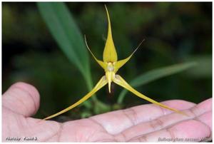 Bulbophyllum nasseri