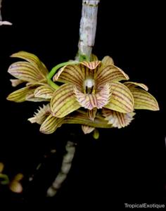 Dendrobium serratilabium