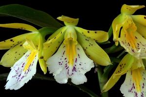 Epidendrum wallisii