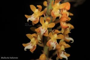 Robiquetia aberrans