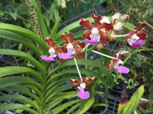 Vanda insignis