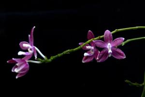 Phalaenopsis tetraspis