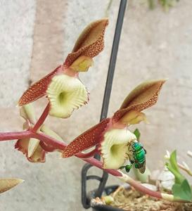 Catasetum juruenense