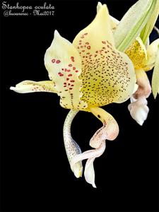 Stanhopea oculata