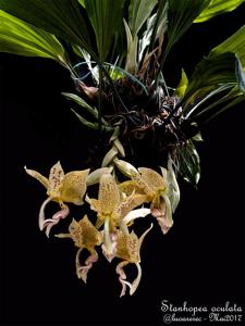 Stanhopea oculata