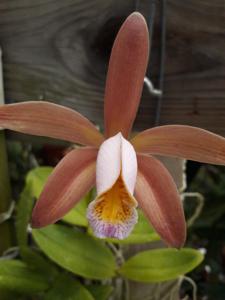 Cattleya forbesii