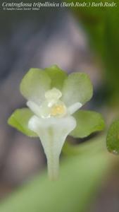 Centroglossa tripollinica