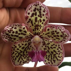 Vanda suavis