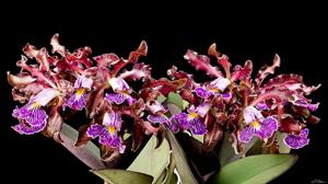 Cattleya schilleriana