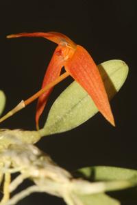 Bulbophyllum cernuum