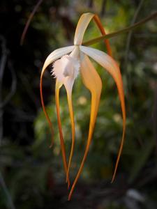 Brassavola appendiculata