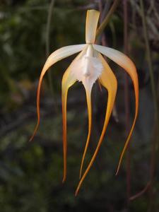 Brassavola appendiculata