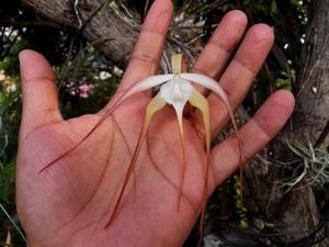 Brassavola appendiculata