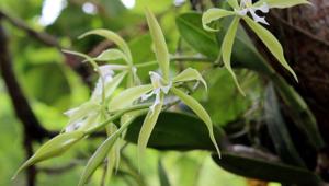 Epidendrum oerstedii