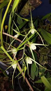 Brassia verrucosa