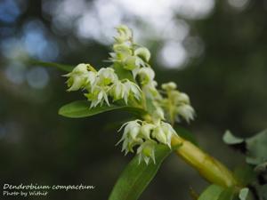 Dendrobium compactum