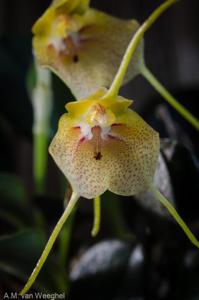 Masdevallia pteroglossa