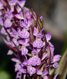 Dactylorhiza incarnata subsp. cruenta