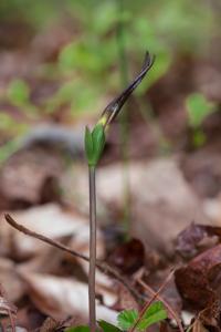 Isotria verticillata