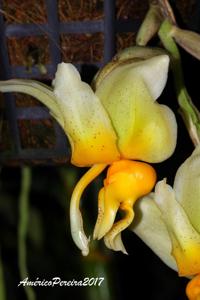 Stanhopea pseudoradiosa