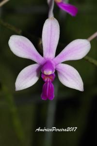 Phalaenopsis wilsonii