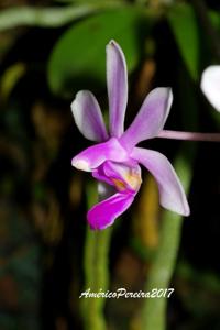 Phalaenopsis wilsonii