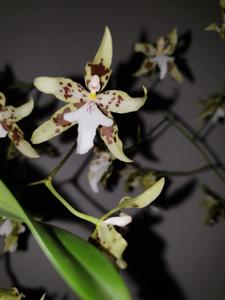 Oncidium aurarium