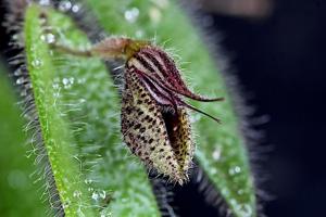 Dresslerella pilosissima