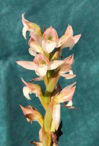 Pteroglossa roseoalba