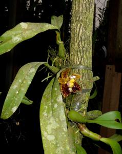 Bulbophyllum cornutum
