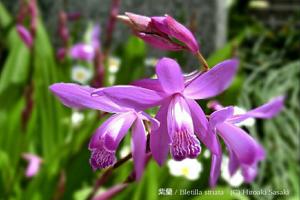 Bletilla striata