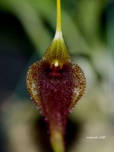 Masdevallia bennettii