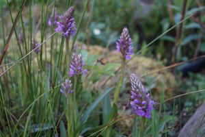Dactylorhiza kerryensis