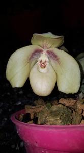 Paphiopedilum hangianum