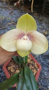 Paphiopedilum hangianum