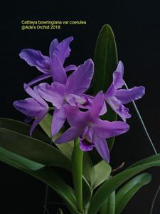 Guarianthe bowringiana