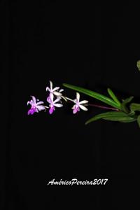 Stereochilus dalatensis