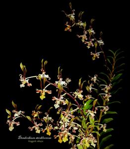 Dendrobium strebloceras