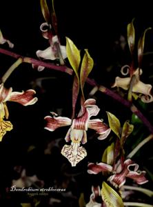 Dendrobium strebloceras