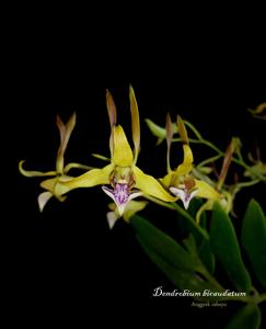 Dendrobium bicaudatum